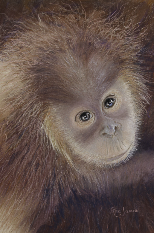 orangutan